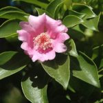 Rosa de Bayahibe