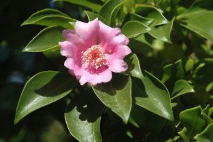 Rosa de Bayahibe