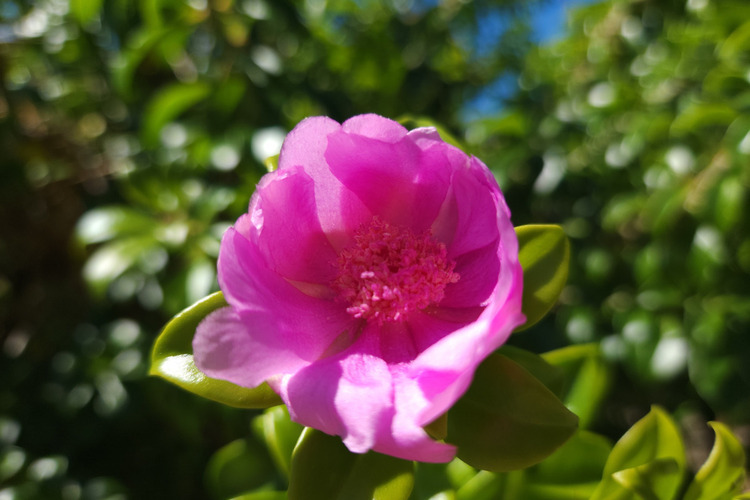 Rosa Bayahibe