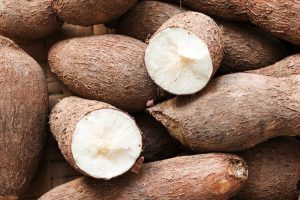 Yuca Casabe Dominicano