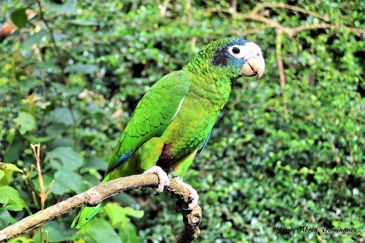 Cotorra_hispanola_jaragua