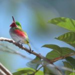 Parque_nacional_jaragua_aves