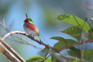 Parque_nacional_jaragua_aves